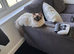 Beautiful Ragdolls
