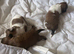 Shih Tzu pups