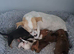 Jackchi x dachshund puppies