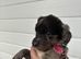 Fantastic Sprockerpoos for sale