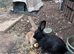 Mixed breed female rabbits for sale