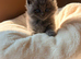 BRITISH SHORTHAIR RAGDOLL CROSS