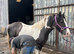 Diamond  Gypsy Cob Mare - 10year old-14hh- Trekking Pony