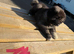 3 stunning Caucasian puppies for sale 1 girl 2 boys left