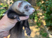 Baby female ferrets ready now