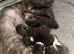 Last MALE Full Siberian kittens - beautiful blue eyed