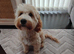 male cockapoo