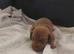miniature dachshund puppies