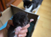 Kitten