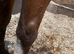 Chocolate Labrador puppies
