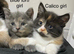 3 beautiful docile girls