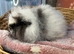 Swiss baby boy guinea pig