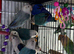 Baby lovebirds Glasgow