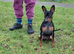 Male Miniature Pinscher &ndash; 12 Months &ndash; Show Quality