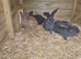 Pure continental giant rabbits