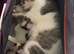 Kittens ready in 6 weeks