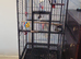 African grey parrot