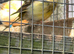 Variegated canary hens