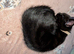 9 week old kittens