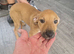 Staffy x saluki pups for sale