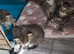 X4 fluffy Siberian x tabby kittens