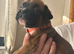 Stunning litter ready 16th June