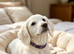 Cocker spaniel
