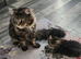 Beautiful pedigree xl maine coon kittens