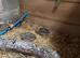 Japanese coturnix quail 12 weeks old