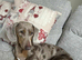 Dapple dachshund stud