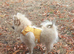 Beautiful pomeranian puppies