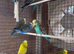 Exhibition Budgerigars for sale