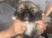Pekingese