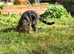 One year old cat
