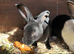 Beautiful Baby Rex Bunnies Purebred 12 Weeks