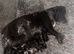 Stunning F1 cockapoo puppies READY NOW