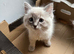Female ragdoll