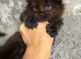 Maine Coone kittens