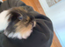 2 male guinea pigs