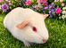 PEW (Pink eyed white) Smooth Baby Girl Guinea Pig