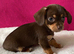 Gorgeous Chocolate Chiweenie Puppies - Ready Now