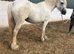 Grey cob mare