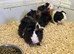 Young Male Guinea Pigs