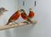 Red Siskin