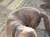 Silver lab with paper's