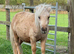 Stunning 3 yr old Miniature Shetland Palomino Colt