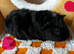 Female (Sow) Baby Guinea Pigs