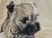 Kc registered cairn terrier puppies