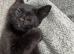 Boy kitten