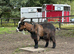Pygmy males both castrated